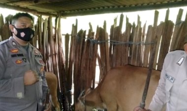 Tiga-Orang-Bhabinkamtibmas-Polres-TTU-Ringkus-Pelaku-Pencurian-Ternak-Sapi
