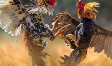 Respon-Cepat-TNI/Polri-Bubarkan-Judi-Sabung-Ayam,-Kapolres:-Tidak-Benar-Kalau-Kita-Bekingi