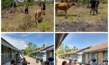 Bhabinkamtibmas-Tubuhue-Serahkan-Sapi-ke-Pemiliknya-yang-Diduga-Dicuri-Orang-Tak-Dikenal
