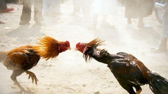 Judi sabung Ayam berhasil di Gerebek Reskrim Polres TTU