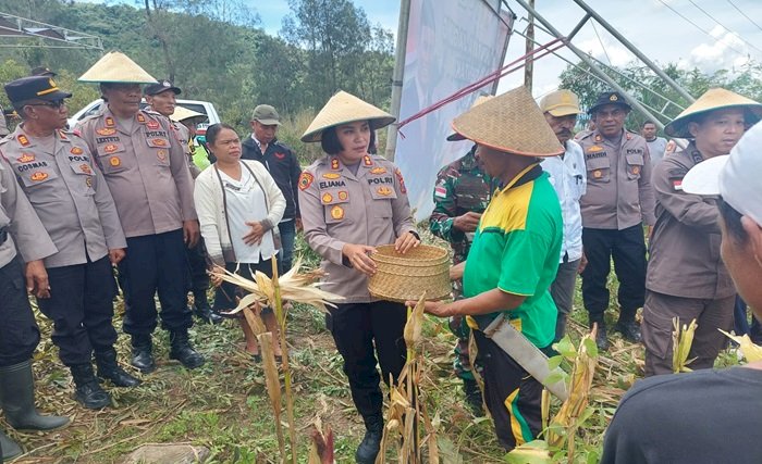 Polres TTU Gelar Panen Raya Jagung Serentak Mendukung Ketahanan Pangan di Desa Saenam