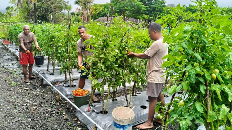Polsek Insana Utara Sukses Manfaatkan Lahan Produktif, Laksanakan Panen Raya Hasil Pertanian