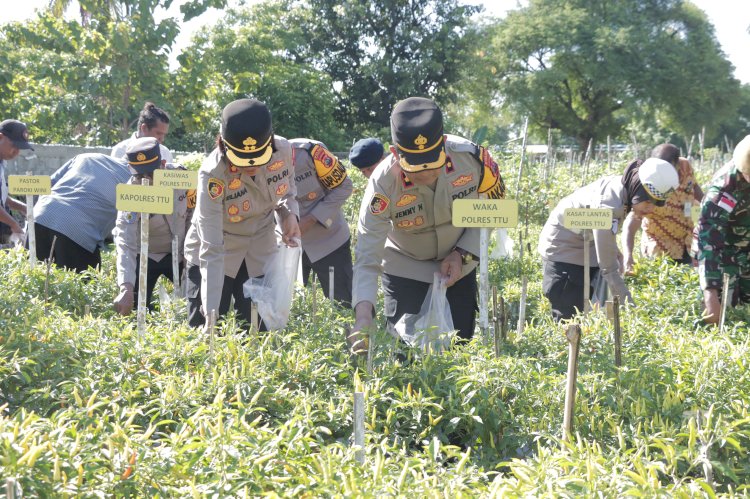 Harga Cabai dan Tomat Melambung, Polres TTU Gencarkan Swasembada Pangan Melalui Panen Simbolis Tomat dan cabai di