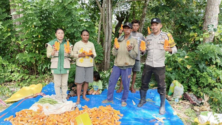 Bripka Onisiforos: Sosok Polisi di Balik Kesuksesan Panen Jagung Kelompok Tani Oeltaupi