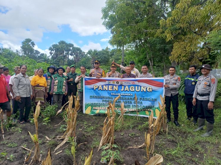 Panen Jagung Simbolis di Letmafo, Polres TTU Perkuat Ketahanan Pangan Nasional