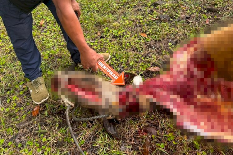 Respons Cepat Laporan Warga, Polsek Miomaffo Barat Gelar Olah TKP Kasus Pencurian Ternak di TTU